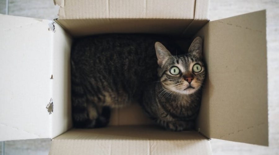 Wissenschaftler finden heraus Darum legen sich Katzen so gerne in Kartons und Kisten