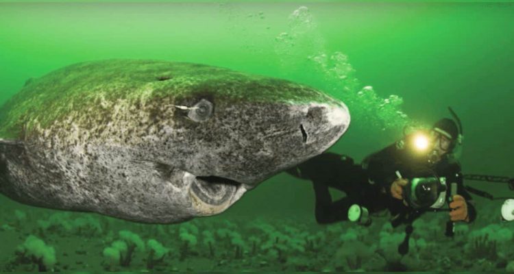 Wissenschaftler sprachlos vor Staunen: Dieser Hai ist 512 Jahre alt!