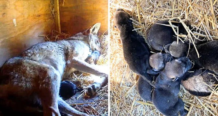 Wölfin bringt im Tierpark 6 Babys zur Welt: Darum ist diese Geburt etwas ganz Besonderes