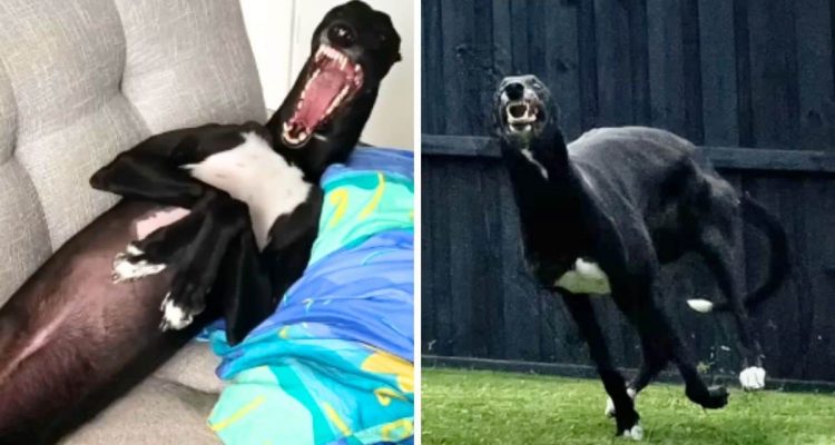 Wohnzimmersessel statt Rennbahn: Wie dieser Greyhound sein Leben meistert, beeindruckt zutiefst