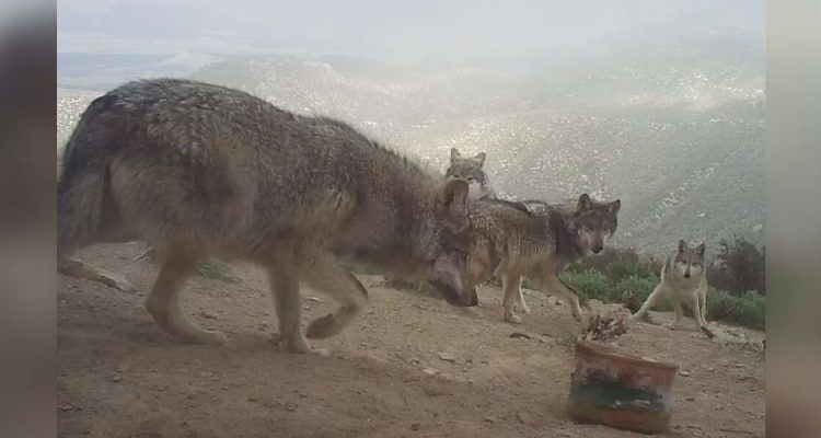 Wolf nähert sich seinem Geburtstagskuchen - seine Reaktion begeistert das Internet