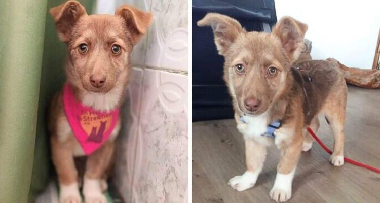 Wunderschönes kleines Hundemädchen: Welpe Risa sucht einfühlsame Menschen fürs Leben
