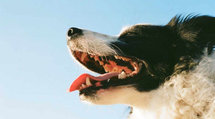 Zahnfleischentzündung Hund