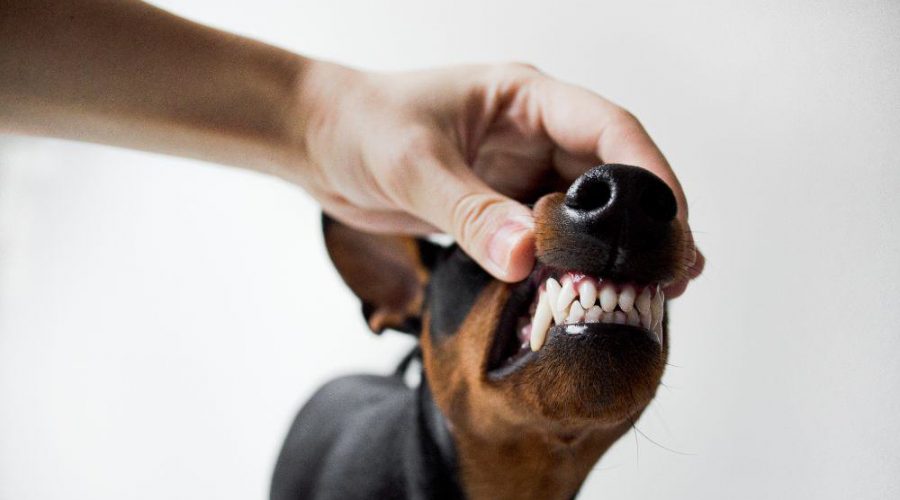 Zahnstein entfernen Hund