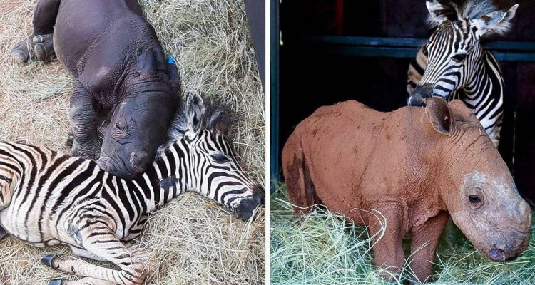 Zebra-Fohlen und Nashorn-Baby gehen durch dick und dünn – süße Fotos verzaubern alle Tierfreunde