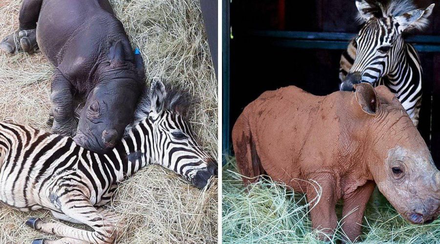 Zebra-Fohlen und Nashorn-Baby gehen durch dick und dünn – süße Fotos verzaubern alle Tierfreunde