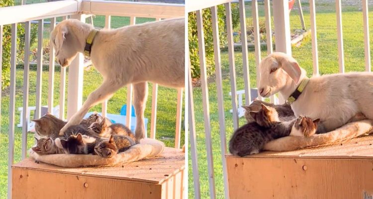 Ziege ist ganz vernarrt in Katzenbabys: Wie sie es schafft, mit ihnen zu kuscheln, ist zum Verlieben