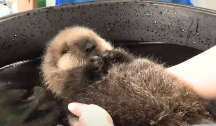 Zuckersüßer Baby-Otter soll zum ersten Mal schwimmen – seine Reaktion ist zum Schreien