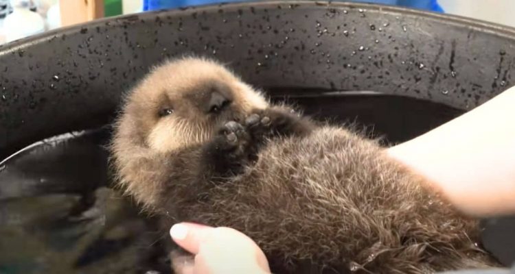 Zuckersüßer Baby-Otter soll zum ersten Mal schwimmen – seine Reaktion ist zum Schreien