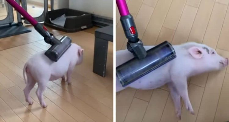 Zuckersüßes Video geht viral Mini Schweinchen lässt sich vom einem Staubsauger absaugen