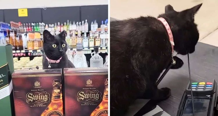 Zum Totlachen- Streunende Katze zieht in Weinladen ein und wird Mitarbeiterin