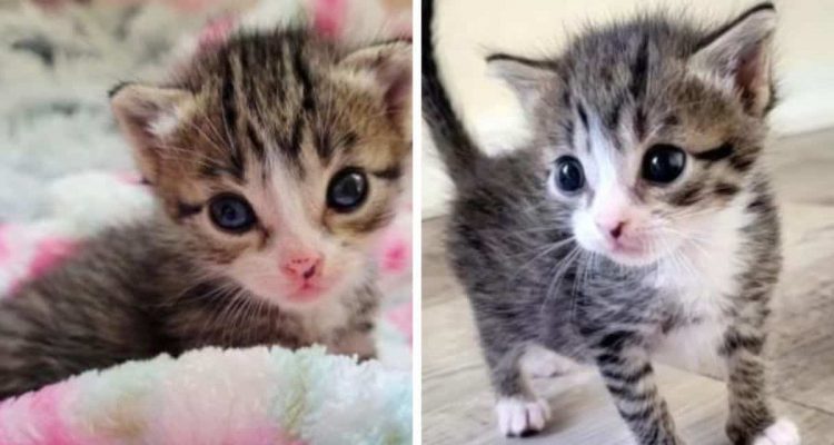 Zwei Wochen altes Kätzchen gefunden Sein unbändiger Lebenswille bringt alle zum Staunen