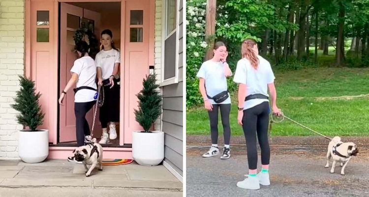 Zwillinge gehen mit den Hunden der Nachbarn spazieren - doch dabei geht einiges schief