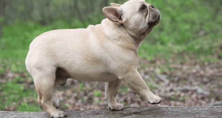 Wann werden Französische Bulldoggen ruhiger?