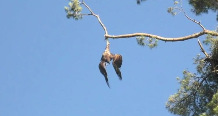 Adler tagelang im Baum gefangen- Niemand hilft ihm, dann richtet Soldat eine Waffe auf ihn
