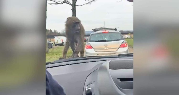 Affe klettert auf Auto herum – Wie ein Kind ihn dann zu Tode erschreckt, ist zum Brüllen komisch