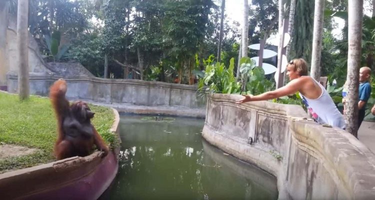 Zoobesucher bittet Orang-Utan um eine Banane- Was dann folgt, ist zum Brüllen komisch