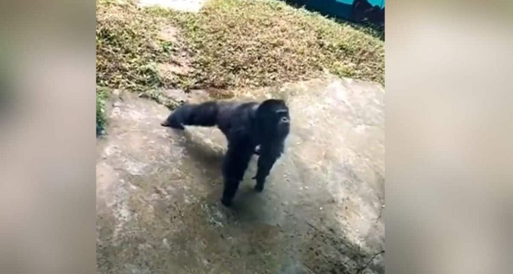Affe zeigt Zoo-Besuchern, wie man Liegestütze macht – Tausende Fans sind zutiefst beeindruckt