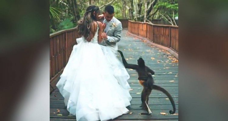 Affenfamilie crasht Fotoshooting von Hochzeitspaar – und bringt damit Millionen Zuschauer zum Lachen