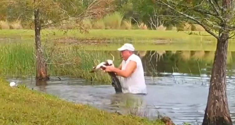 Alligator schnappt Hund am Teich und zieht ihn ins Wasser– Was der Hundebesitzer tut, ist unfassbar