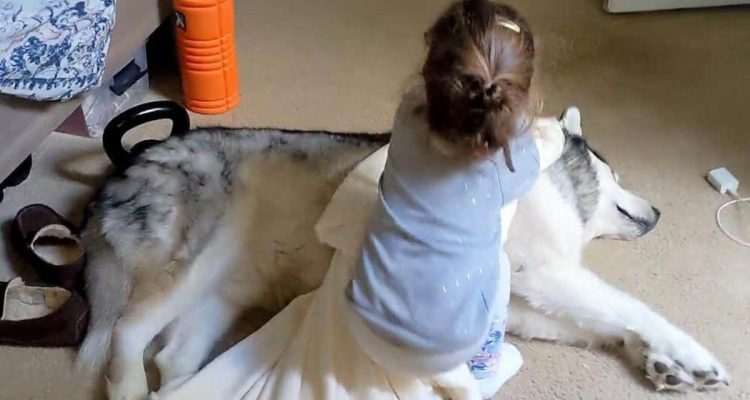 Familie nach 6 Jahren wieder mit verlorenem Hund vereint – das berührende Video geht viral