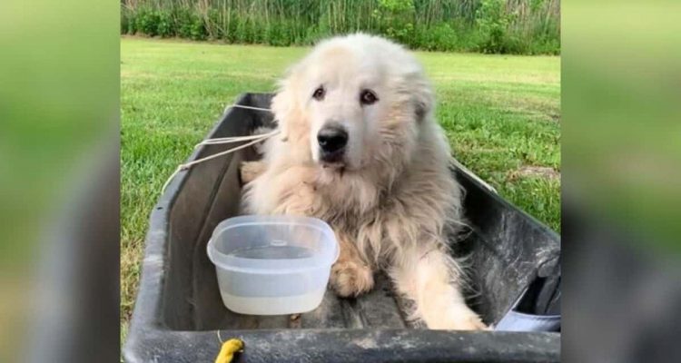 Alter Hund mit herzloser Nachricht ausgesetzt - sein trauriger Anblick bringt Tierpfleger zum Weinen