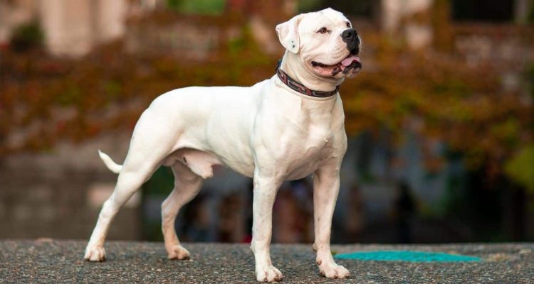 american bulldog listenhund/kampfhund