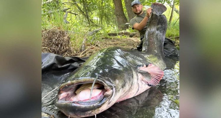 Angler fangen gigantischen Wels – was sie als Nächstes tun, sorgt für Streit im Internet