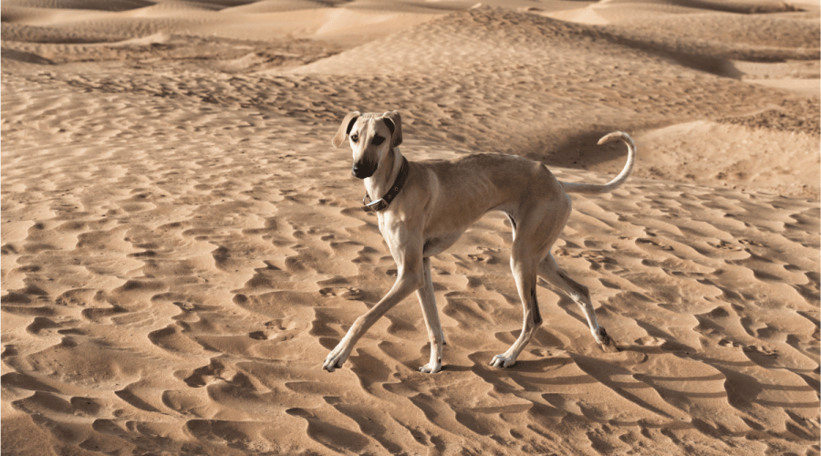 arabische hundenamen