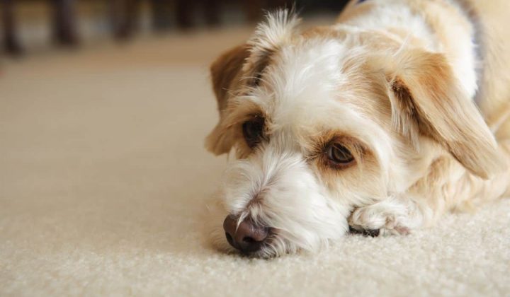 Atypischer Morbus Addison beim Hund: Symptome & Behandlung
