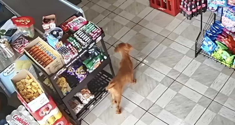 Auf frischer Tat ertappt- Unglaublich, was dieser Hund heimlich aus dem Laden „mitgehen“ lässt