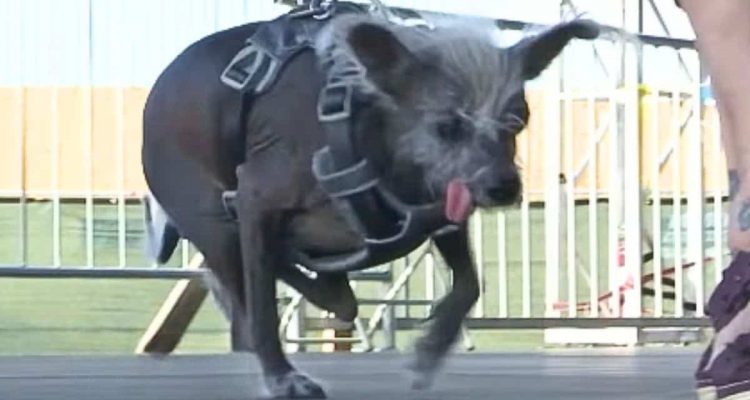 Außergewöhnlicher Wettbewerb- Diese Straßenhunde kämpfen um den Titel Hässlichster Hund der Welt