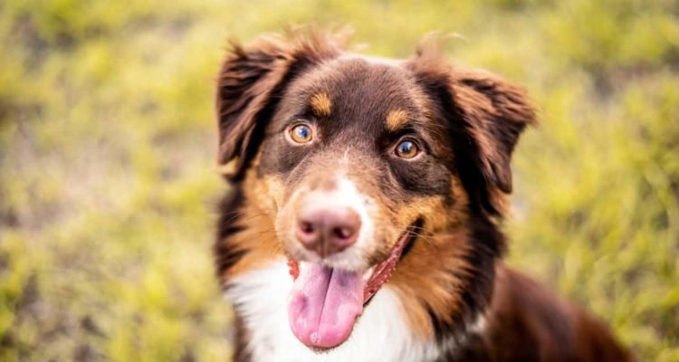 australian shepherd ähnliche Rasse