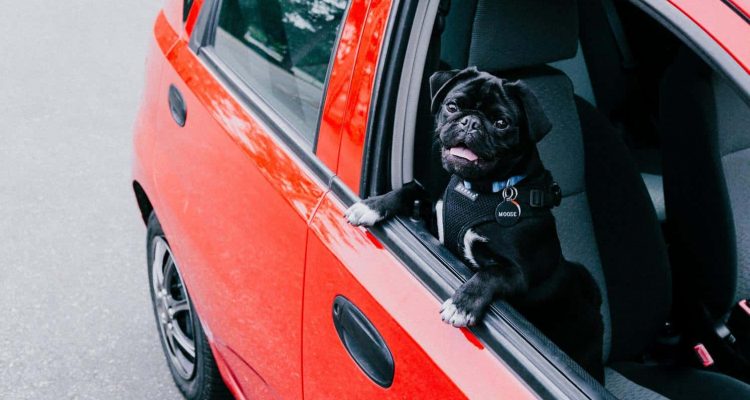 Autoschondecke: Top 5 Auto Hundedecken im Test [2024]