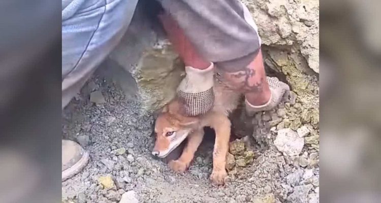 Bauarbeiter entdecken Tierkind in Erdloch - ihre Reaktion berührt alle Herzen