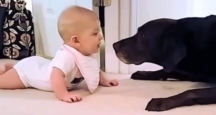 Baby krabbelt begeistert auf Hund zu – Wie der Vierbeiner reagiert, lässt alle Herzen schmelzen