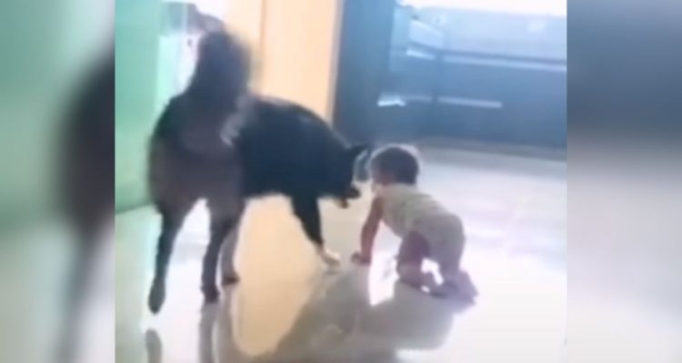 Baby mit Bodyguard- Baby krabbelt auf Gefahr zu - unglaublich, wie dieser Hund es aufhält