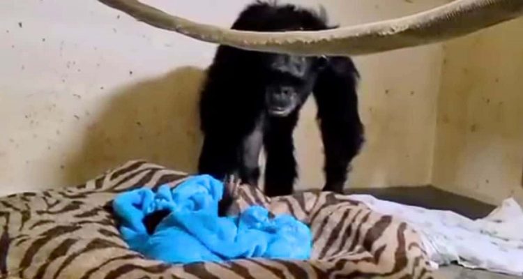 Baby-Schimpanse und Mutter nach 2 Tagen Trennung wiedervereint- Reaktion der Mutter extrem emotional
