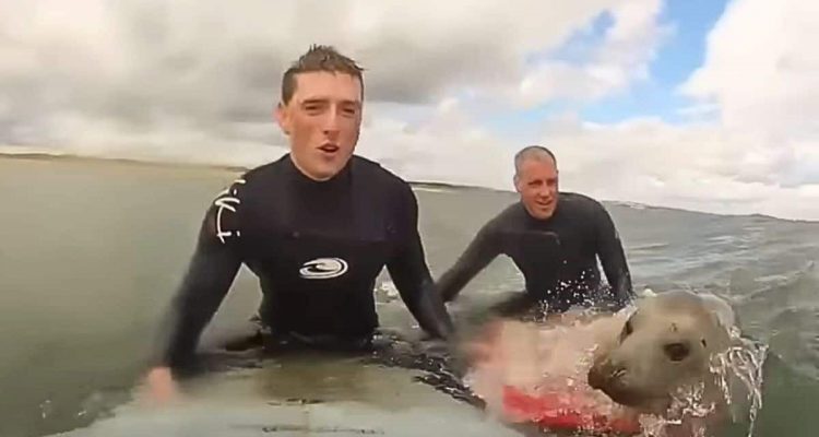 Baby-Seehund verfolgt 2 Surfer – was dann geschieht, ist einfach zum Verlieben