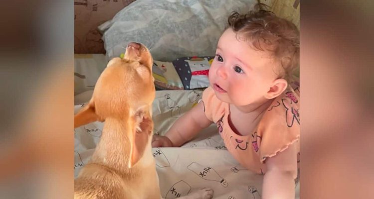 Baby und Chihuahua sitzen im Bett- Wie der Hund reagiert, als das Baby weint, verzaubert alle Herzen