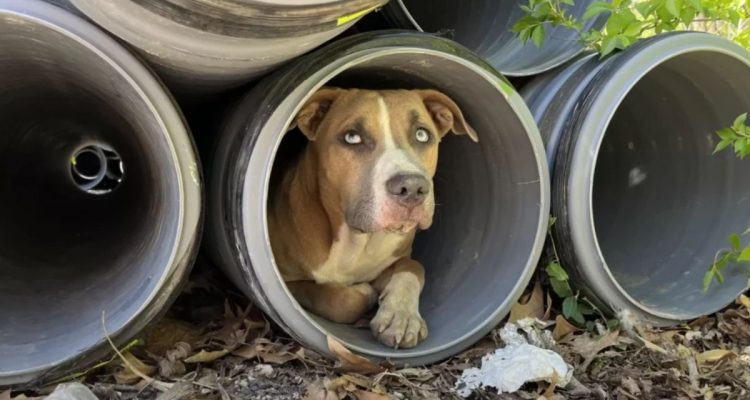 Bauarbeiter entdecken Hund in Abflussrohr - dann bemerken sie, dass noch jemand dort drin ist