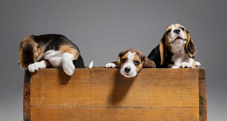 Beagle tricolor puppies are posing in wooden box. Cute doggies or pets playing on grey background. Look attented and playful. Studio photoshot. Concept of motion, movement, action. Negative space.