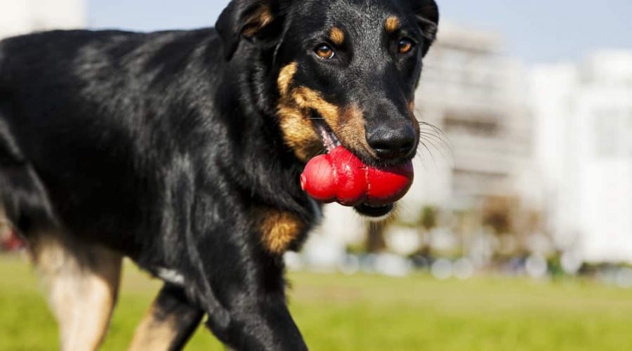 A Beauceron and Australian Shepherd mixed breed dog walking in an urban park with a red chew toy in its mouth.