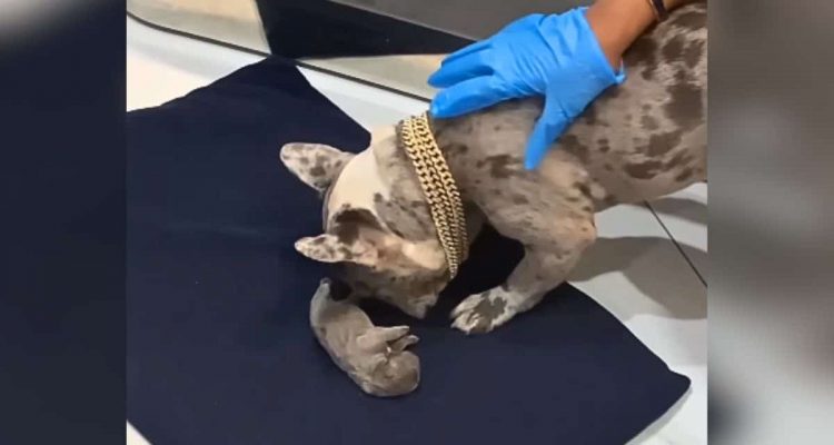 Bei diesem Video zerbricht jedes Herz- Hundemama weint bitterlich über den Tod ihres Welpen