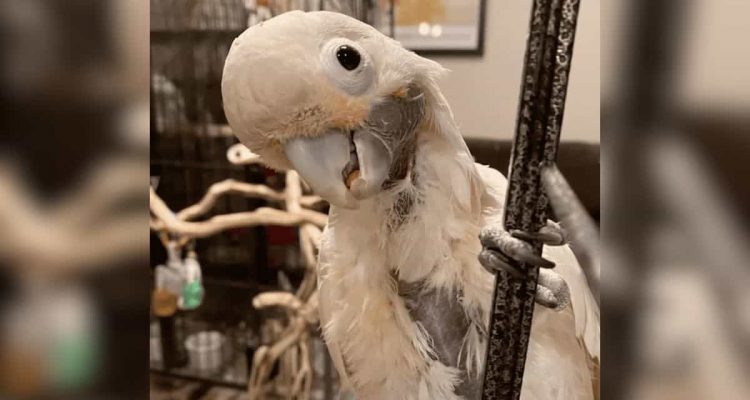 Besitzer geben Kakadu nur Fastfood – welche Folgen das für den Vogel hat, macht einfach nur traurig