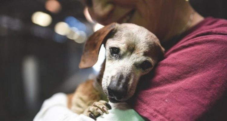 Blinde Hunde-Omi wird zum ersten Mal umarmt – ihre Reaktion ist herzzerreißend