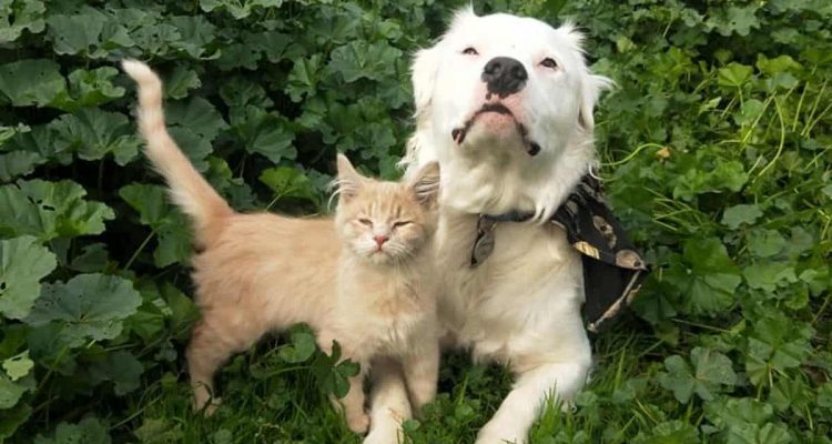 Blinder & tauber Hund nutzt seine traurige Vergangenheit, um anderen Tieren im Tierheim zu helfen
