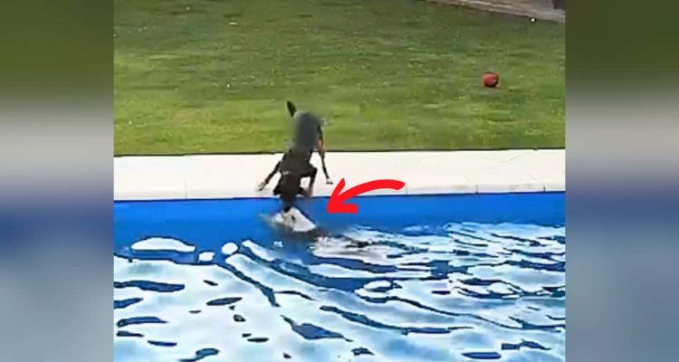 Blinder Hund stürzt in Pool – Wie sein Hunde-Kumpel ihm dann hilft, macht einfach sprachlos