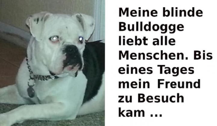 bulldogge-schlau