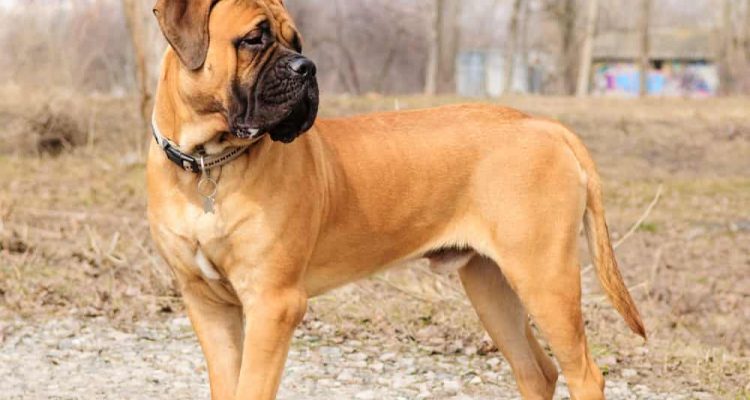 junior puppy bullmastiff stands outside in the park. dog  9 months age.